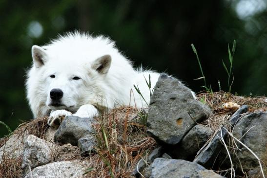 Tundrawolf Ayla, Khan und Scott Wildpark Alte Fasanerie Klein Auheim 2015