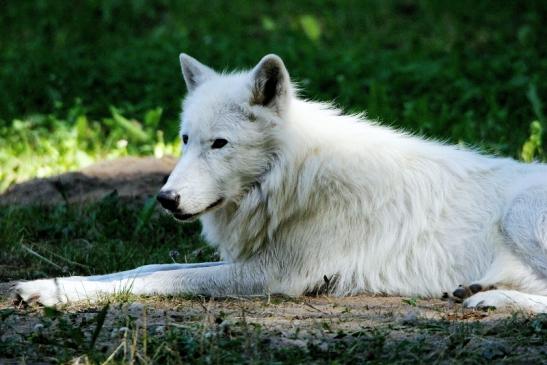 Tundrawolf Ayla, Khan und Scott Wildpark Alte Fasanerie Klein Auheim 2015