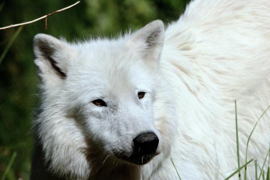 Tundrawolf Ayla, Khan und Scott Wildpark Alte Fasanerie Klein Auheim 2015