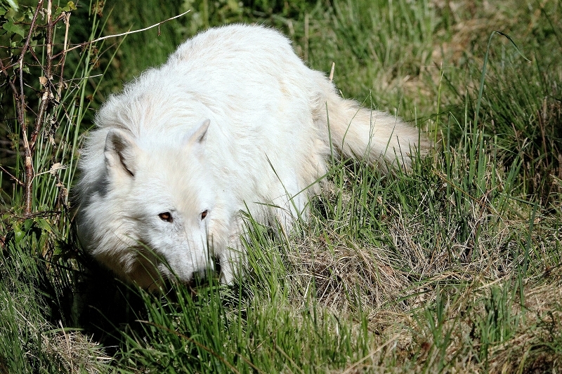 Tundrawolf Ayla, Khan und Scott Wildpark Alte Fasanerie Klein Auheim 2015