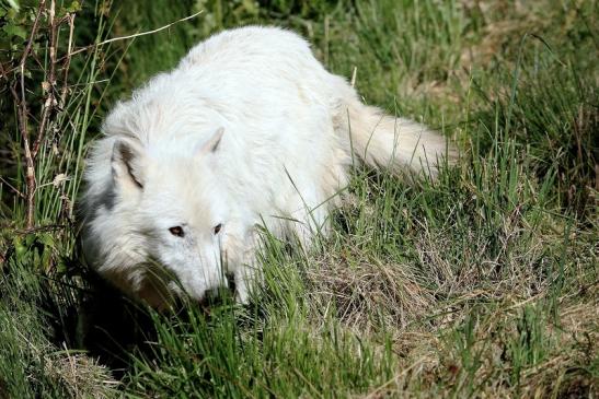 Tundrawolf Ayla, Khan und Scott Wildpark Alte Fasanerie Klein Auheim 2015