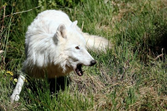 Tundrawolf Ayla, Khan und Scott Wildpark Alte Fasanerie Klein Auheim 2015