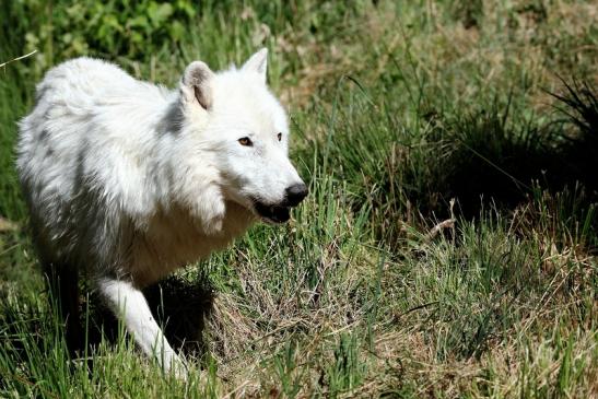 Tundrawolf Ayla, Khan und Scott Wildpark Alte Fasanerie Klein Auheim 2015