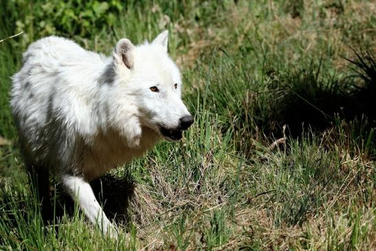 Tundrawolf Ayla, Khan und Scott Wildpark Alte Fasanerie Klein Auheim 2015