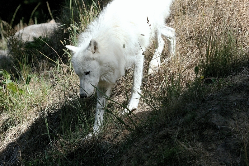 Tundrawolf Ayla, Khan und Scott Wildpark Alte Fasanerie Klein Auheim 2015
