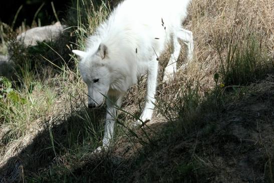 Tundrawolf Ayla, Khan und Scott Wildpark Alte Fasanerie Klein Auheim 2015