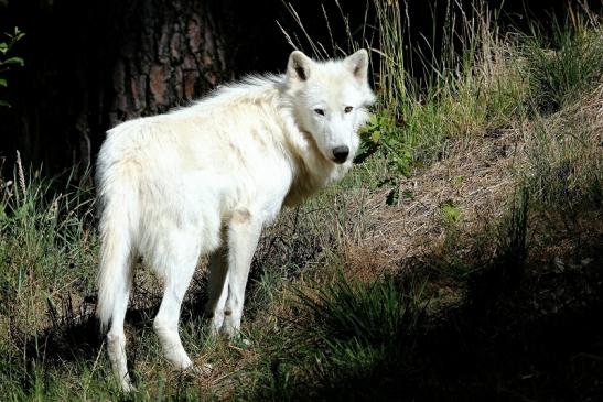 Tundrawolf Ayla, Khan und Scott Wildpark Alte Fasanerie Klein Auheim 2015