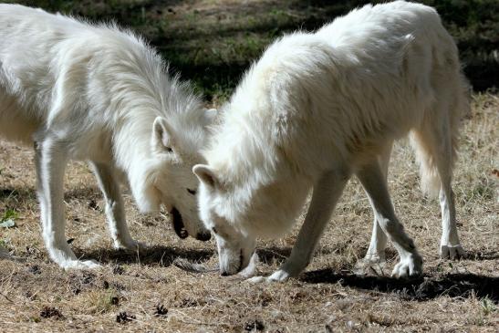 Tundrawolf Ayla, Khan und Scott Wildpark Alte Fasanerie Klein Auheim 2015