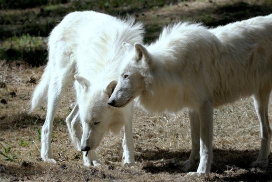 Tundrawolf Ayla, Khan und Scott Wildpark Alte Fasanerie Klein Auheim 2015