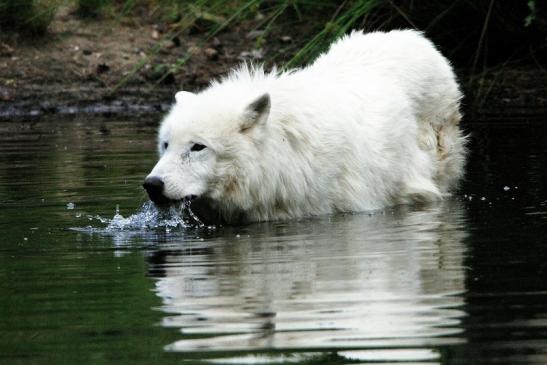 Tundrawolf Ayla, Khan und Scott Wildpark Alte Fasanerie Klein Auheim 2015