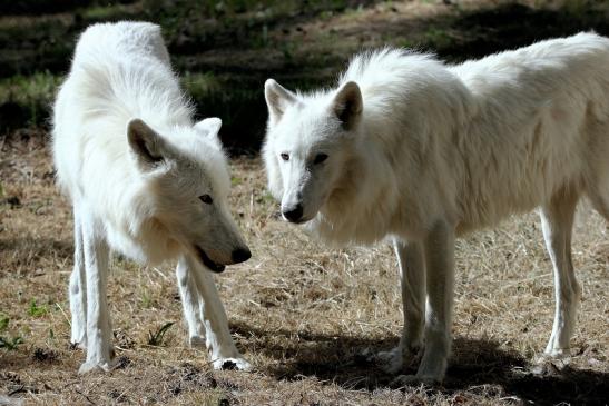 Tundrawolf Ayla, Khan und Scott Wildpark Alte Fasanerie Klein Auheim 2015