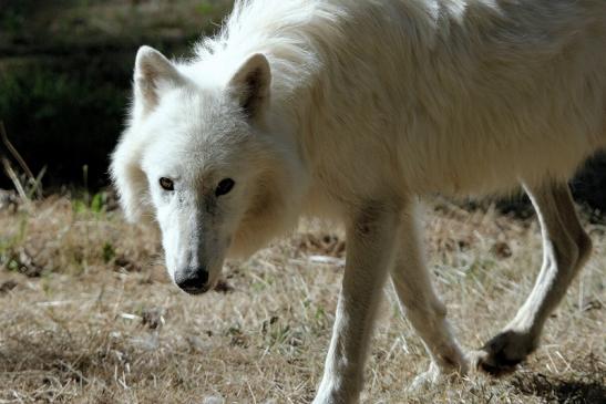 Tundrawolf Ayla, Khan und Scott Wildpark Alte Fasanerie Klein Auheim 2015