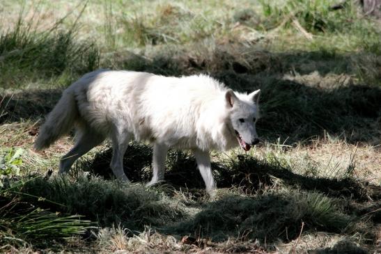 Tundrawolf Ayla, Khan und Scott Wildpark Alte Fasanerie Klein Auheim 2015