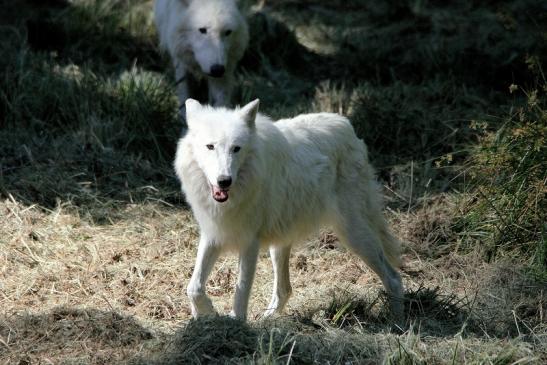 Tundrawolf Ayla, Khan und Scott Wildpark Alte Fasanerie Klein Auheim 2015