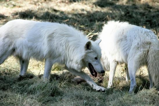 Tundrawolf Ayla, Khan und Scott Wildpark Alte Fasanerie Klein Auheim 2015