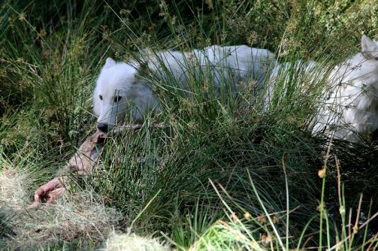 Tundrawolf Ayla, Khan und Scott Wildpark Alte Fasanerie Klein Auheim 2015