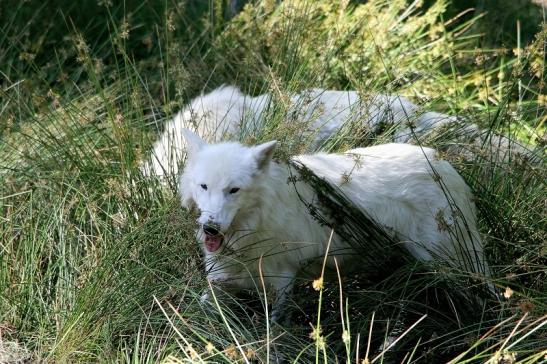 Tundrawolf Ayla, Khan und Scott Wildpark Alte Fasanerie Klein Auheim 2015