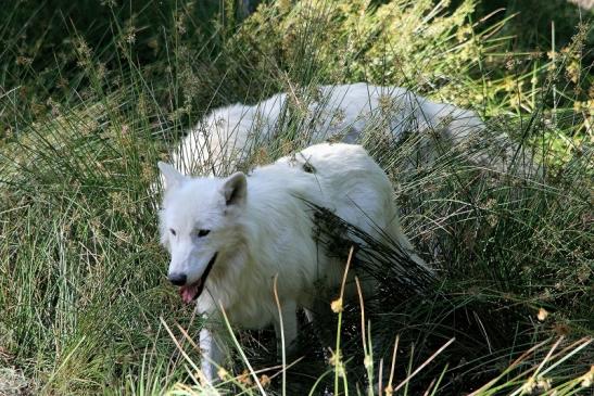 Tundrawolf Ayla, Khan und Scott Wildpark Alte Fasanerie Klein Auheim 2015