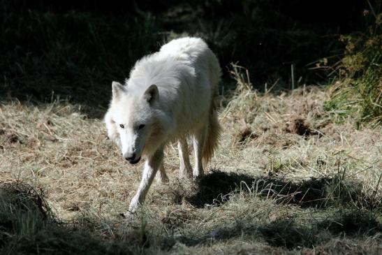 Tundrawolf Ayla, Khan und Scott Wildpark Alte Fasanerie Klein Auheim 2015