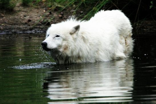 Tundrawolf Ayla, Khan und Scott Wildpark Alte Fasanerie Klein Auheim 2015