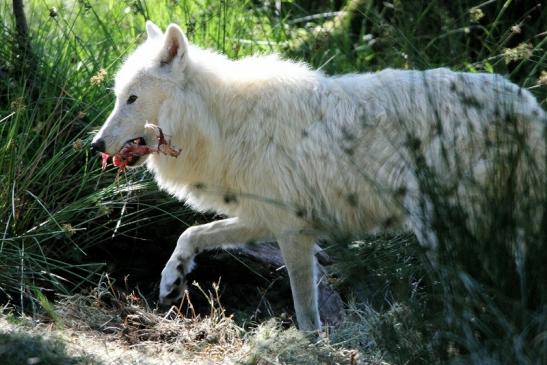 Tundrawolf Ayla, Khan und Scott Wildpark Alte Fasanerie Klein Auheim 2015