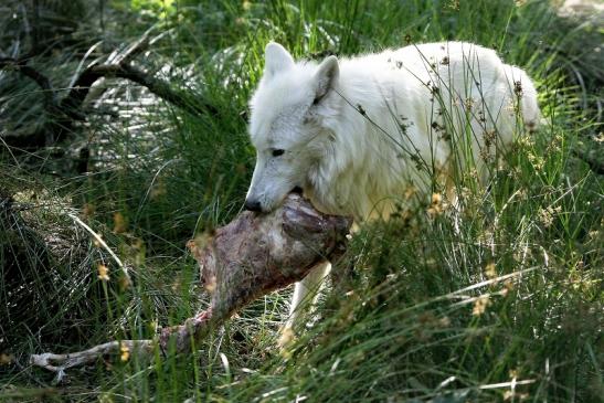 Tundrawolf Ayla, Khan und Scott Wildpark Alte Fasanerie Klein Auheim 2015