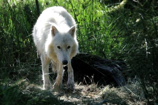 Tundrawolf Ayla, Khan und Scott Wildpark Alte Fasanerie Klein Auheim 2015