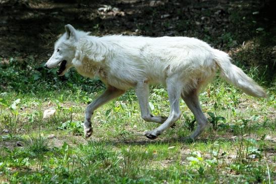 Tundrawolf Ayla, Khan und Scott Wildpark Alte Fasanerie Klein Auheim 2015