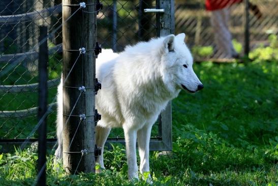 Tundrawolf Ayla, Khan und Scott Wildpark Alte Fasanerie Klein Auheim 2015