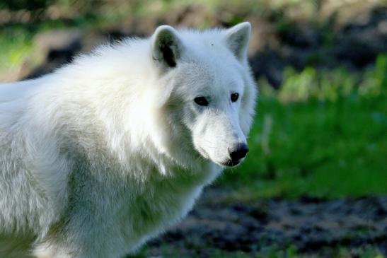 Tundrawolf Ayla, Khan und Scott Wildpark Alte Fasanerie Klein Auheim 2015