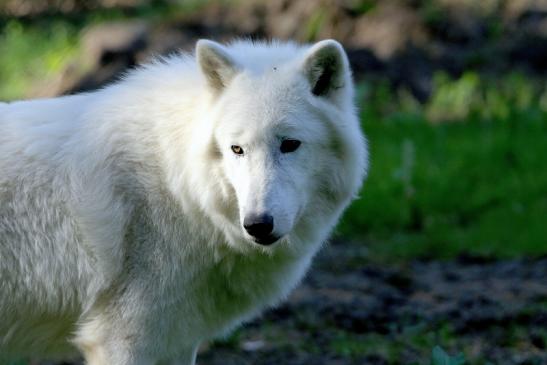 Tundrawolf Ayla, Khan und Scott Wildpark Alte Fasanerie Klein Auheim 2015