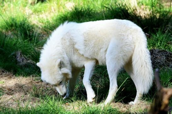 Tundrawolf Ayla, Khan und Scott Wildpark Alte Fasanerie Klein Auheim 2015