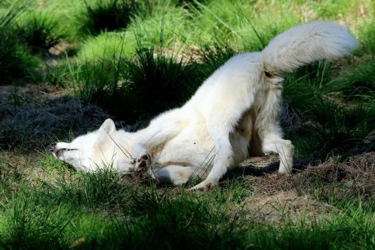 Tundrawolf Ayla, Khan und Scott Wildpark Alte Fasanerie Klein Auheim 2015