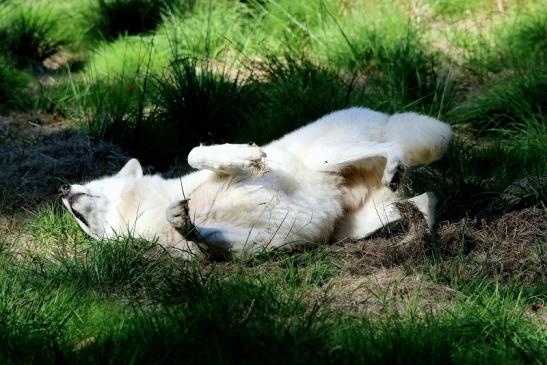 Tundrawolf Ayla, Khan und Scott Wildpark Alte Fasanerie Klein Auheim 2015