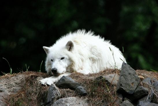 Tundrawolf Ayla, Khan und Scott Wildpark Alte Fasanerie Klein Auheim 2015