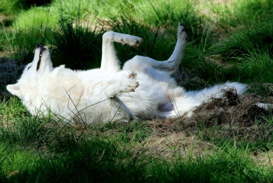 Tundrawolf Ayla, Khan und Scott Wildpark Alte Fasanerie Klein Auheim 2015