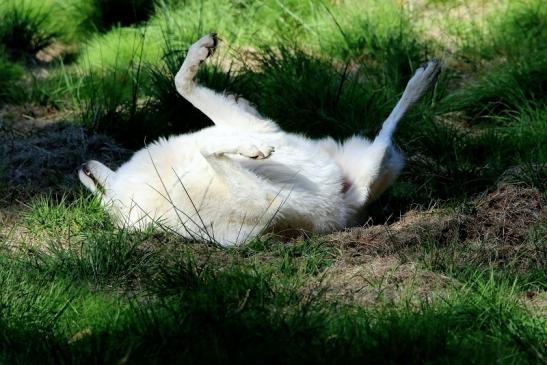 Tundrawolf Ayla, Khan und Scott Wildpark Alte Fasanerie Klein Auheim 2015