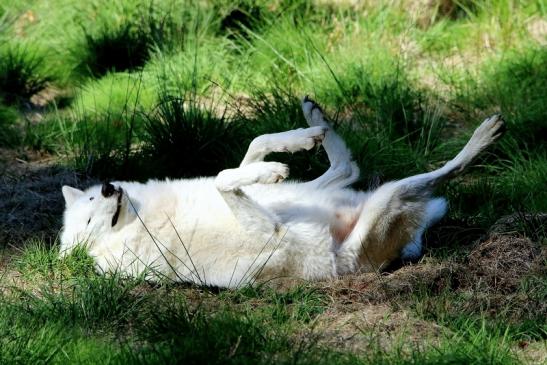 Tundrawolf Ayla, Khan und Scott Wildpark Alte Fasanerie Klein Auheim 2015