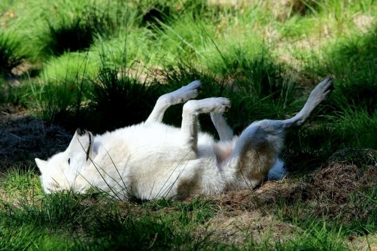 Tundrawolf Ayla, Khan und Scott Wildpark Alte Fasanerie Klein Auheim 2015