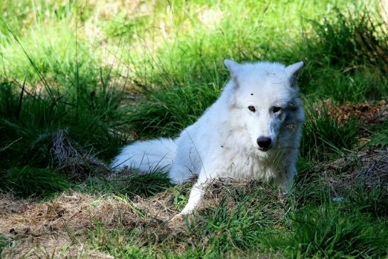 Tundrawolf Ayla, Khan und Scott Wildpark Alte Fasanerie Klein Auheim 2015