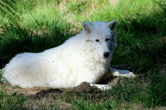 Tundrawolf Ayla, Khan und Scott Wildpark Alte Fasanerie Klein Auheim 2015