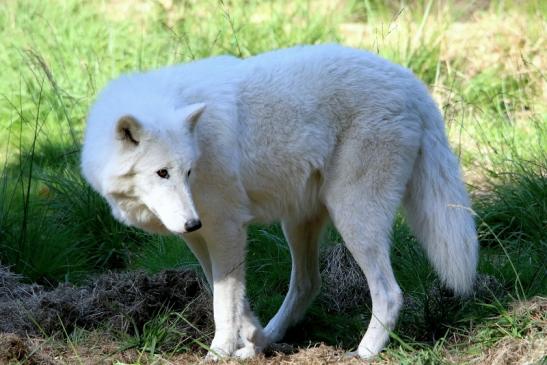 Tundrawolf Ayla, Khan und Scott Wildpark Alte Fasanerie Klein Auheim 2015