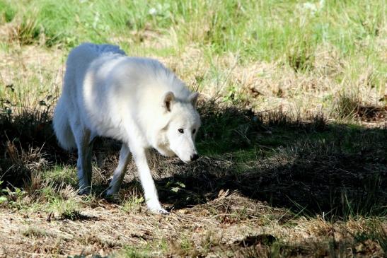 Tundrawolf Ayla, Khan und Scott Wildpark Alte Fasanerie Klein Auheim 2015