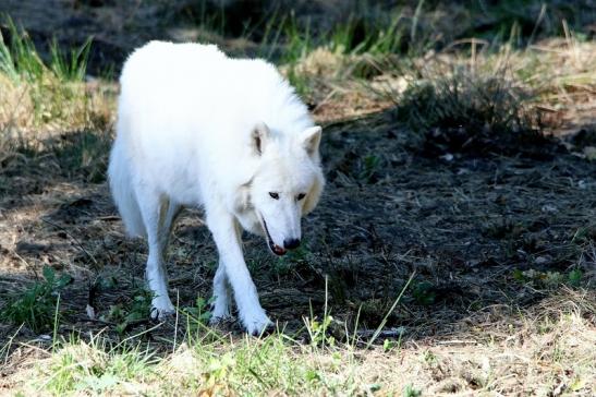 Tundrawolf Ayla, Khan und Scott Wildpark Alte Fasanerie Klein Auheim 2015