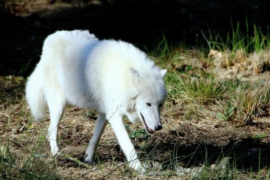 Tundrawolf Ayla, Khan und Scott Wildpark Alte Fasanerie Klein Auheim 2015