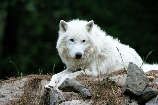 Tundrawolf Ayla, Khan und Scott Wildpark Alte Fasanerie Klein Auheim 2015