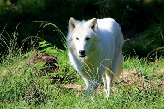 Tundrawolf Ayla, Khan und Scott Wildpark Alte Fasanerie Klein Auheim 2015