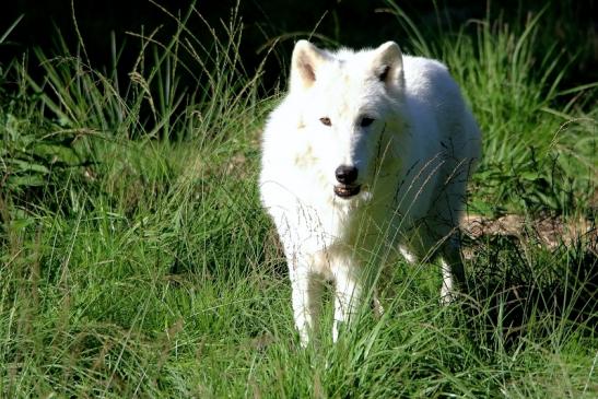 Tundrawolf Ayla, Khan und Scott Wildpark Alte Fasanerie Klein Auheim 2015