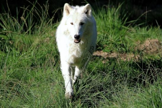 Tundrawolf Ayla, Khan und Scott Wildpark Alte Fasanerie Klein Auheim 2015