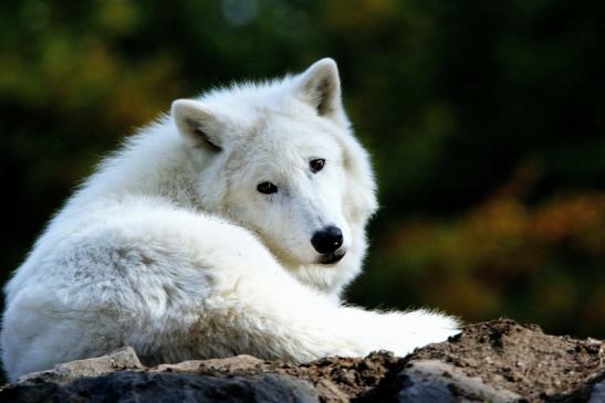 Tundrawolf Ayla, Khan und Scott Wildpark Alte Fasanerie Klein Auheim 2015